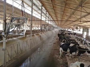 牛舍榴莲视频色板下载污案例